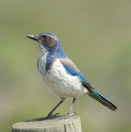 Western Scrub Jay