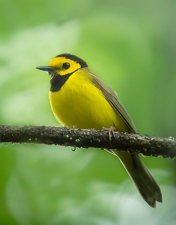 Hooded Warbler