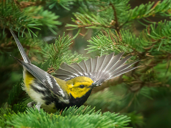 Black-throated Green Warbler