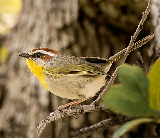 Rufous-capped Warbler