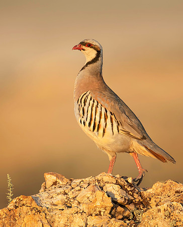 Chukar