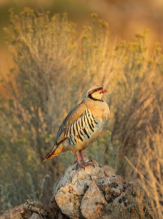Chukar