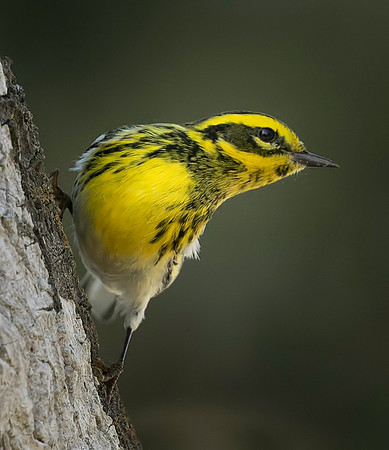 Townsend's Warbler