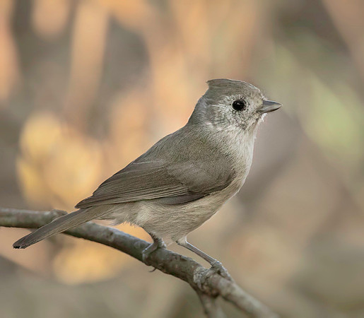 Oak Titmouse
