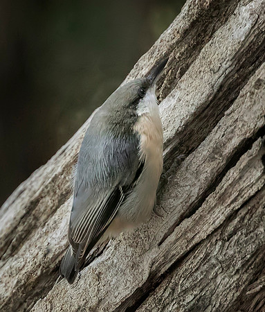 Pygmy Nuthatch