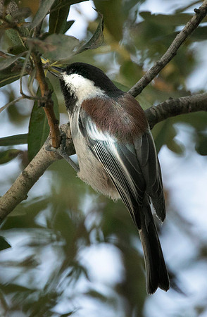 Chestnut-backed Chickadee