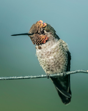 Female Anna's Hummingbird