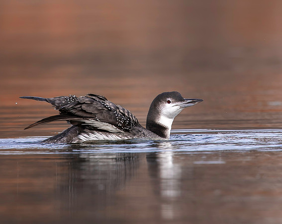 Common Loon