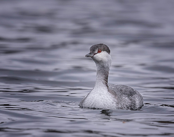 Horned Grebe