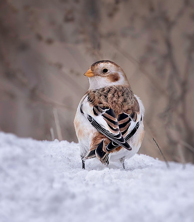 Snow Bunting