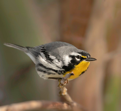 Yellow-throated warbler.