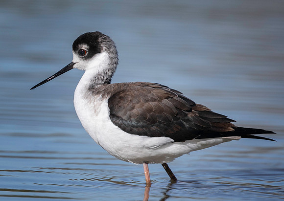 Black-necked Stilt