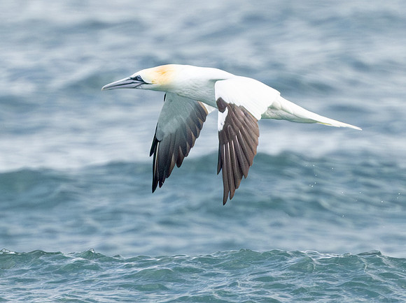 Northern Gannet