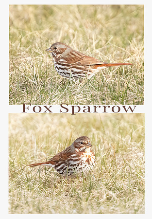 Fox Sparrow