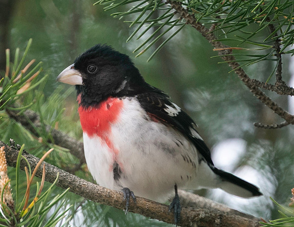 Rosebreasted grosbeak