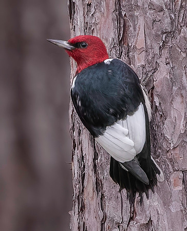 Redheaded Woodpecker
