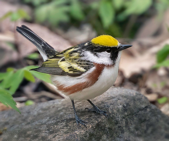 Chestnut-sided warbler