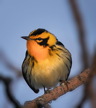 Blackburnian Warbler