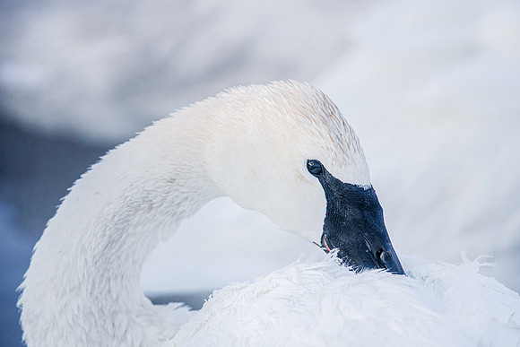 Swan Winter
