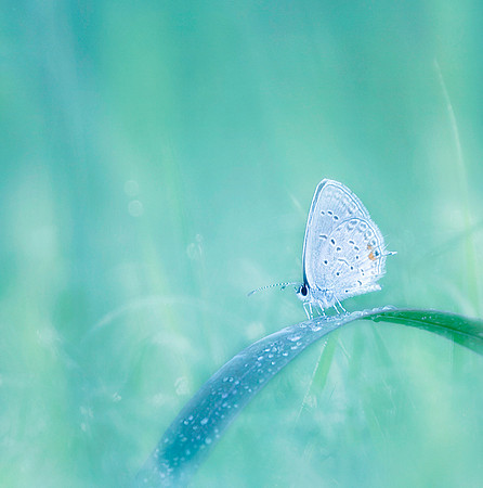 Eastern-tailed Blue Butterfly