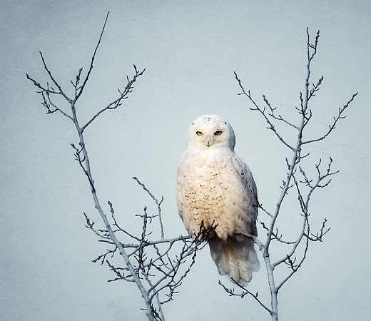 Snowy Owl