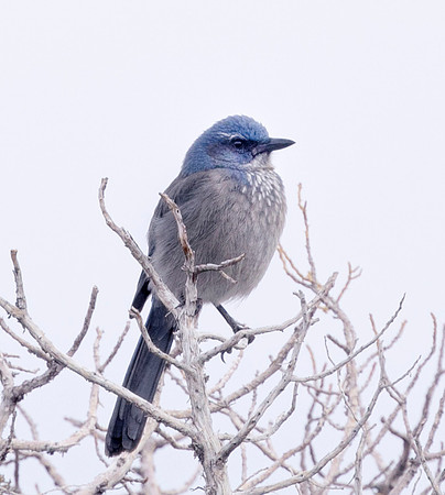 Woodhouse Scrub Jay