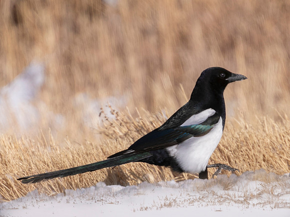 Black-billed Magpie