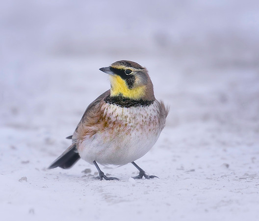 Horned lark