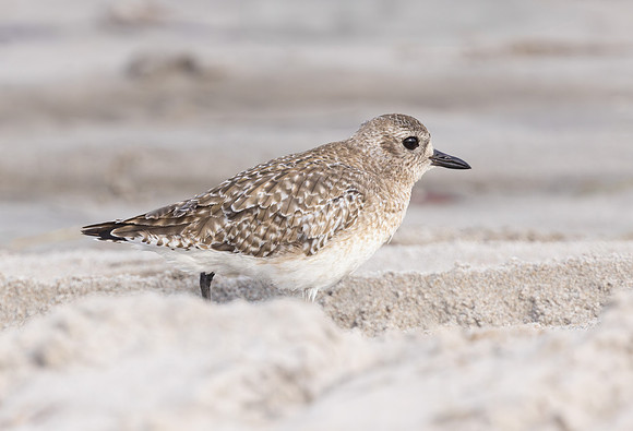 Black Belied Plover