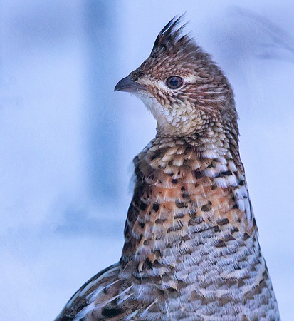 Female Ruffed Grouse