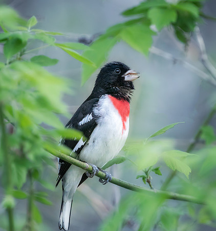 Rose-breasted grosbeak