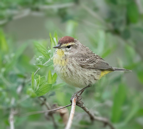 Palm Warbler
