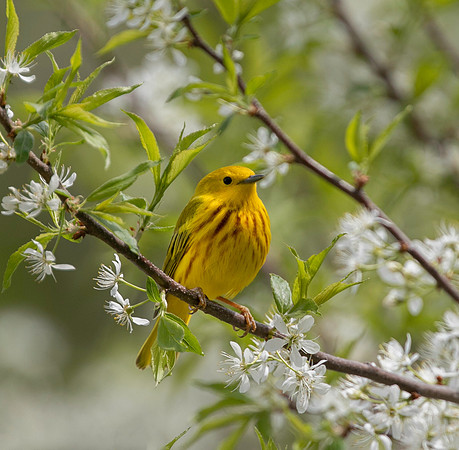 Yellow Warbler