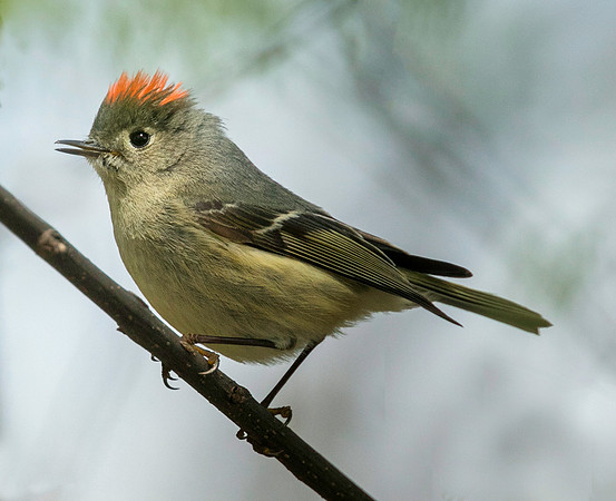Ruby-crowned Kinglet