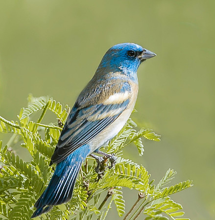 Lazuli Bunting