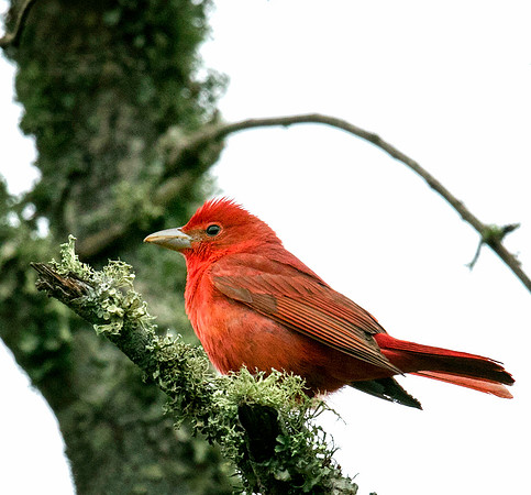 Summer Tanager