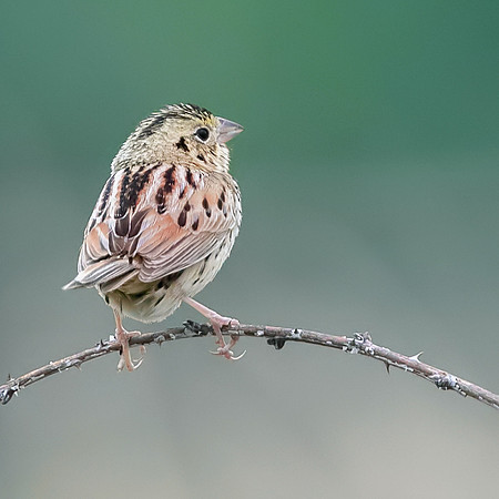 Henslow Sparrow