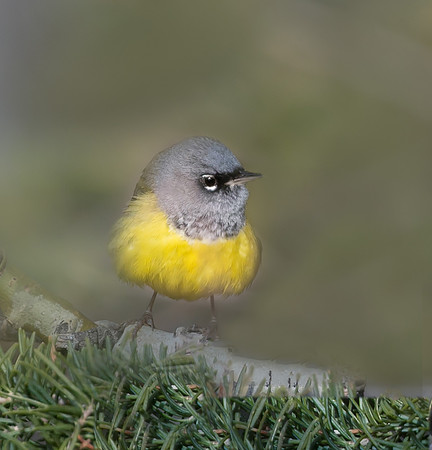 MacGillivray's Warbler