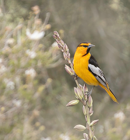 Bullock's Oriole