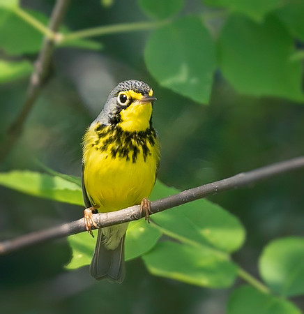 Canada Warbler