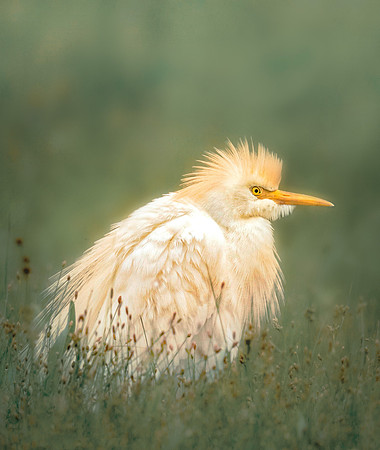 Cattle Egret