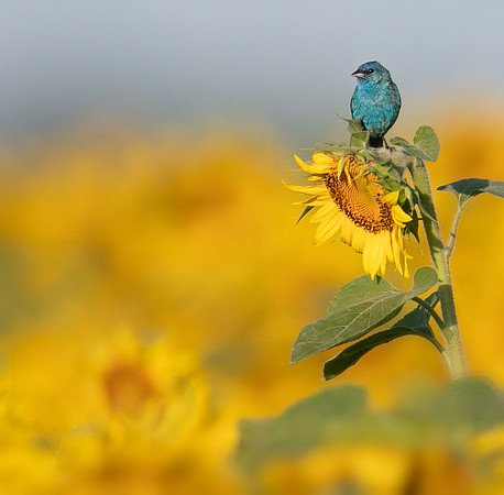Indigo Bunting
