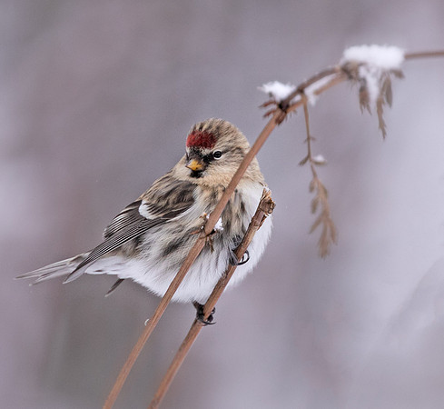 Common Redpoll