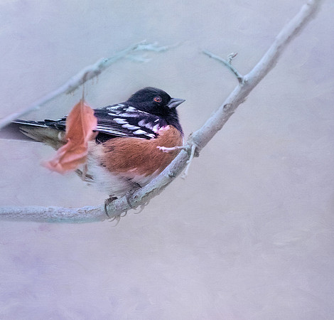 Spotted Towhee