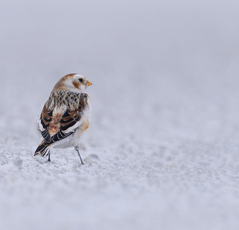 Snow Bunting