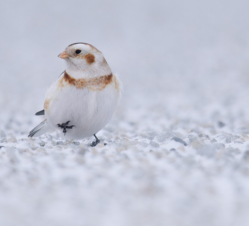 Snow Bunting