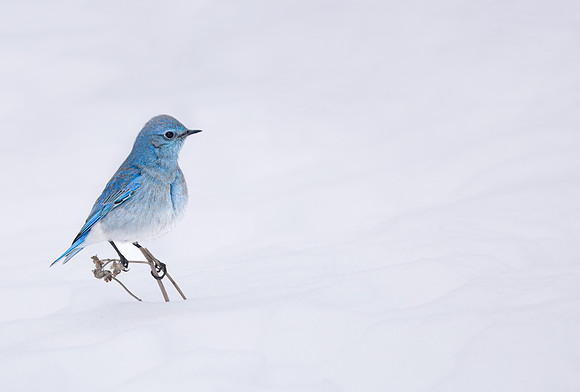 Mountain Bluebird