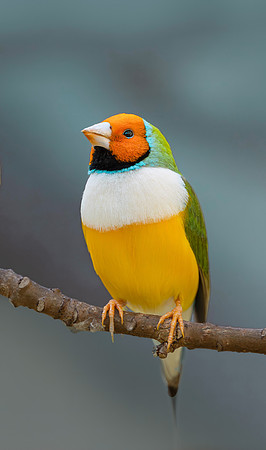 Lady Gouldian Finch