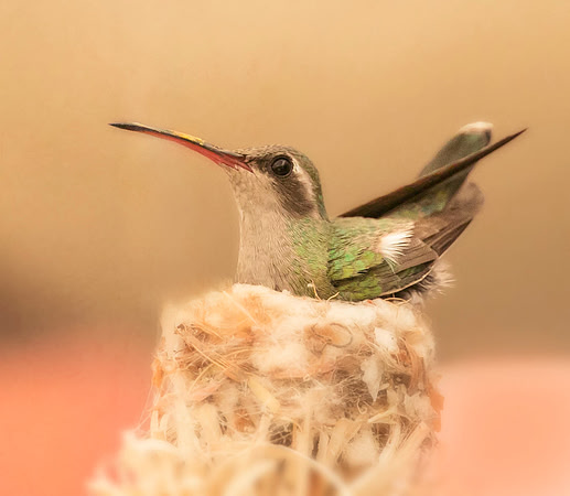 Broad-billed Hummingbird on nest