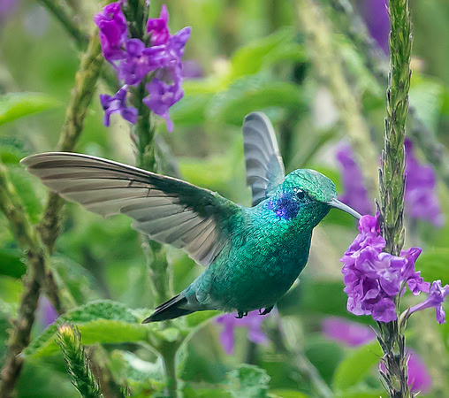 Green Violetear